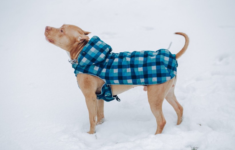 Keep Your Pup Cool: Top Dog Summer Clothes for Hot Days